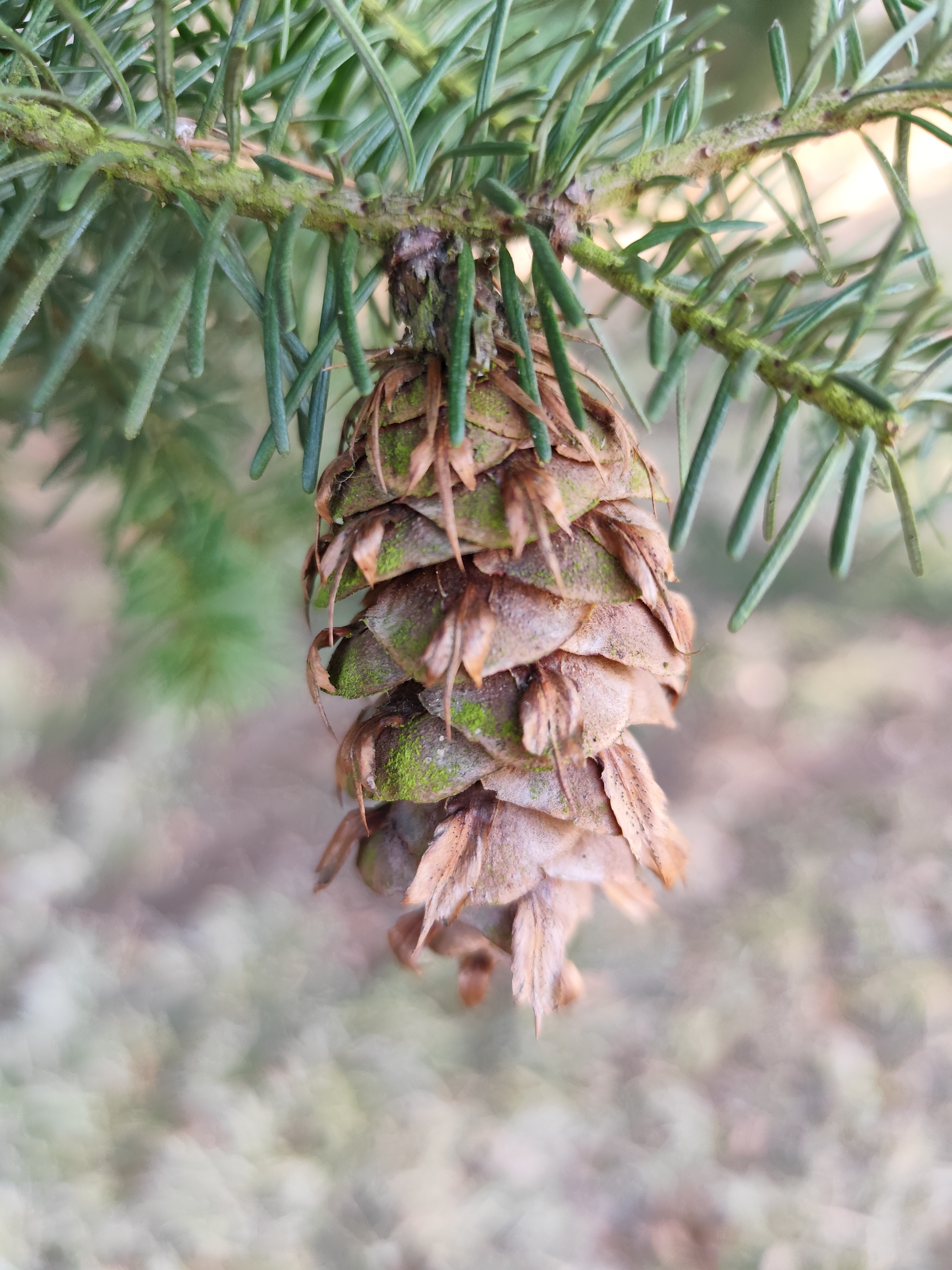 douglaska-tisolist-pseudotsuga-menziesii-dynamika-r-stu-a-lesn